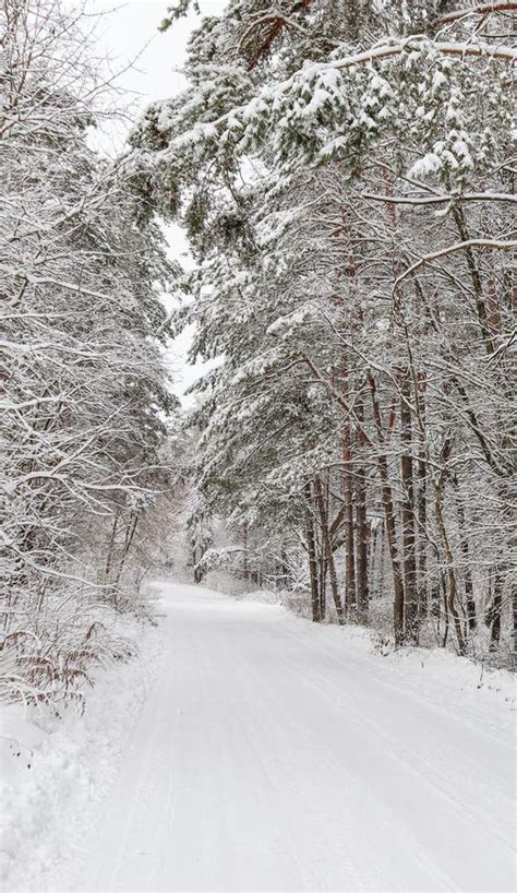 Beautiful Winter Forest With Snowy Trees And A White Road Fairy Tale
