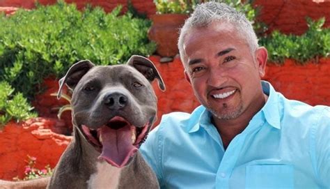 Controversy Erupts Over Episode With Celebrity Dog Trainer Top Dog Tips