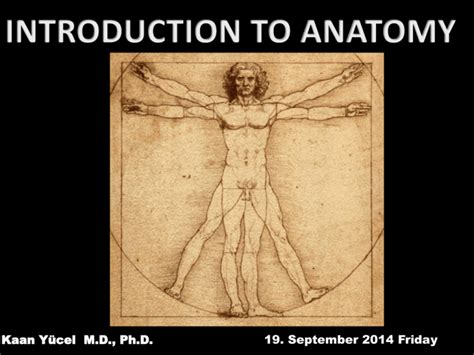 Anatomical Position Yeditepe University Pharma Anatomy