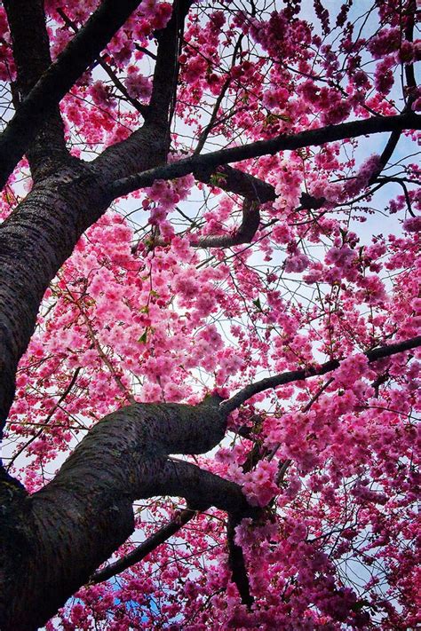 Beautiful Mother Nature Photo Sakura Tree Cherry Tree