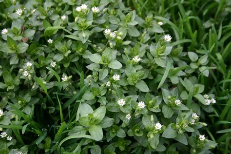 Weeds With White Flowers Common Lawn Weed Guide Common Lawn Weed Hot