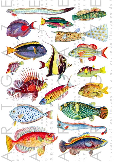 Tropical Fishes With Dazzling Colors Vintage Illustration Etsy