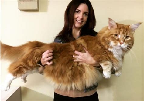 12 Giant Cat Breeds You Should Know Pets4friends