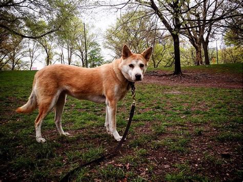 There is a long list of why dogs are such a wonderful companion to have, some of the reasons include their loyal nature, their loving disposition, and protective instincts. Korean Jindo - Information, Photos, Characteristics, Names