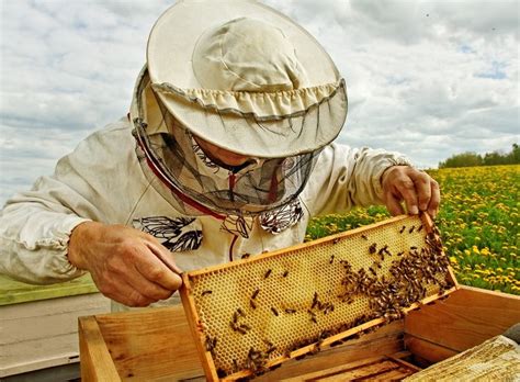 So You Want To Start Beekeeping Daves Garden