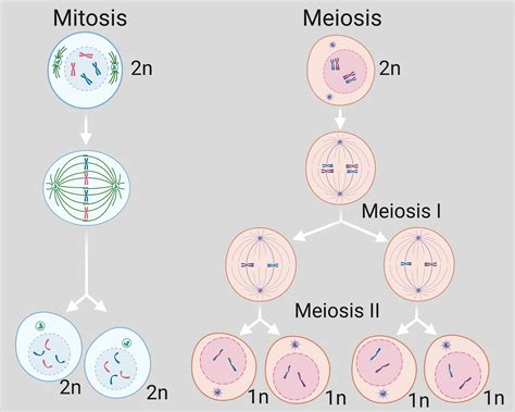 Meiosis Vs Mitosis Cells