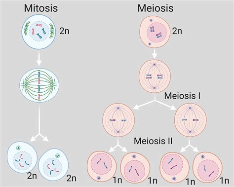 Mitosis Vs Meiosis Mitosis Meiosis Mitosis Vs Meiosis My XXX Hot Girl