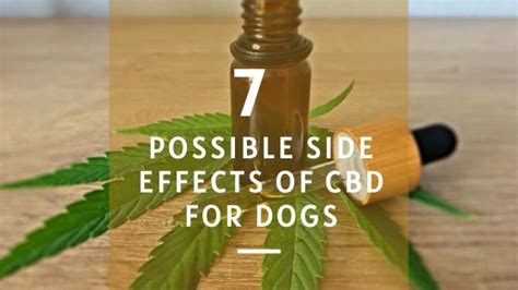 7 Possible Side Effects Of Cbd For Dogs Lucky Pug