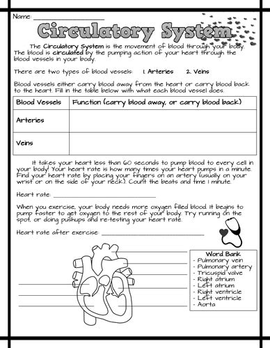 Circulatory System Worksheets Teaching Resources