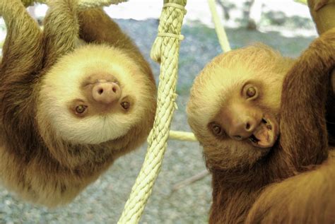 8 Facts You Really Didnt Know About Sloths