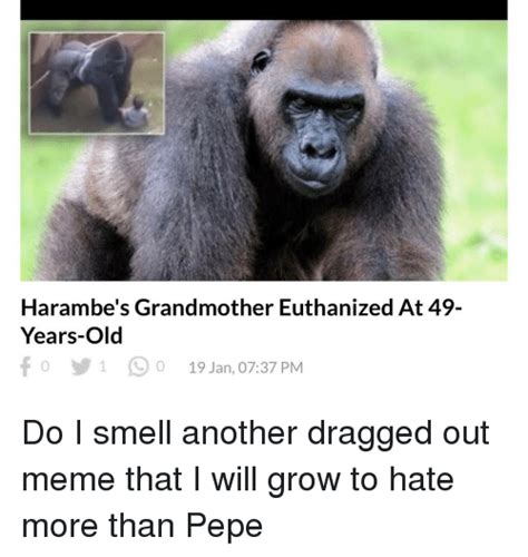 Harambes Grandmother Euthanized At 49 Years Old O 1 O 19 Jan 0737 Pm