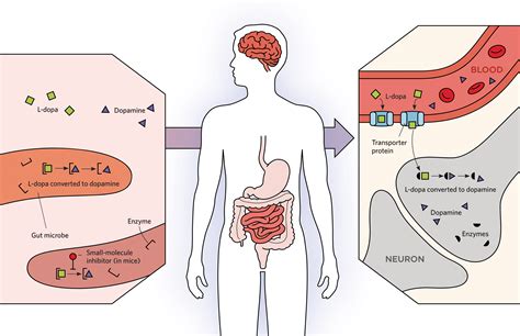 Infographic Gut Microbes Change How Well Drugs Work The Scientist