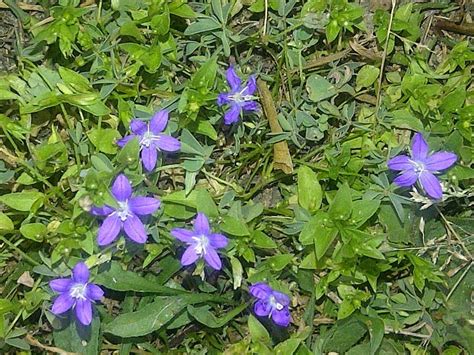 Little Purple Flowers In My Yard Flowers Xkq