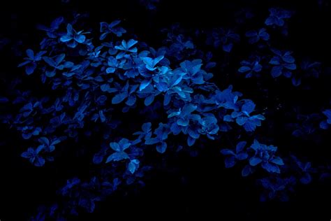 Flower background wallpaper seamless background flower backgrounds textured background fabric patterns flower patterns dark blue flowers floral drawing simple wallpapers. macro photography of blue flowers photo - Free Blue Image ...
