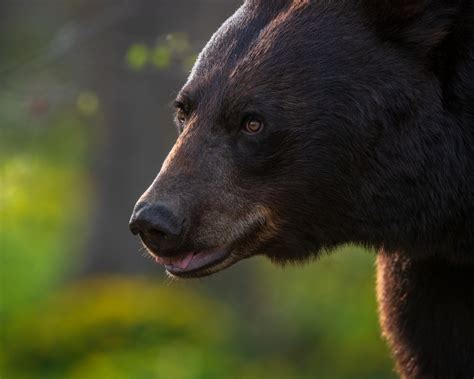 Black Bear Portrait By Njarehart