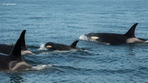 74 Southern Resident Orcas Remaining Is A Misleading Tally