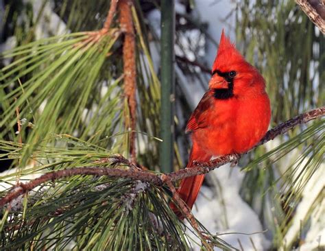 What Do Cardinals Eat How To Attract Cardinals Birds And Blooms