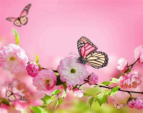 Bilder Monarchfalter Schmetterlinge Blüte Blühende Bäume