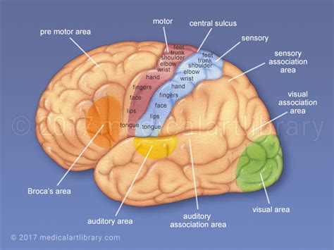 Cerebral Cortex Functional Areas Medical Art Library