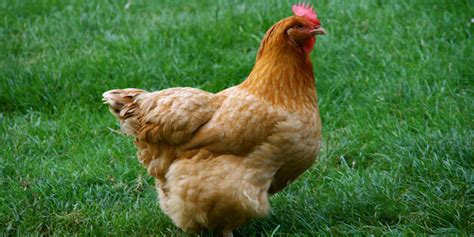 Ayam cemani merupakan jenis ayam yang berkembang di daerah magelang dan temanggung, jawa tengah. 8 Daftar Jenis-jenis Ayam Unik dari Seluruh Dunia! - PintarPet