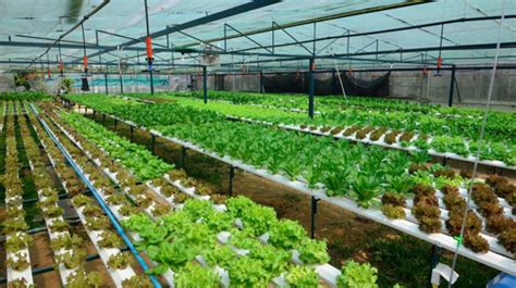 5 Manfaat Dan Kelebihan Sayuran Hidroponik Hasil Tanam Sendiri Di Rumah