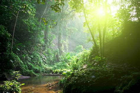 Поляна в тропическом лесу картинки и фото 47 шт