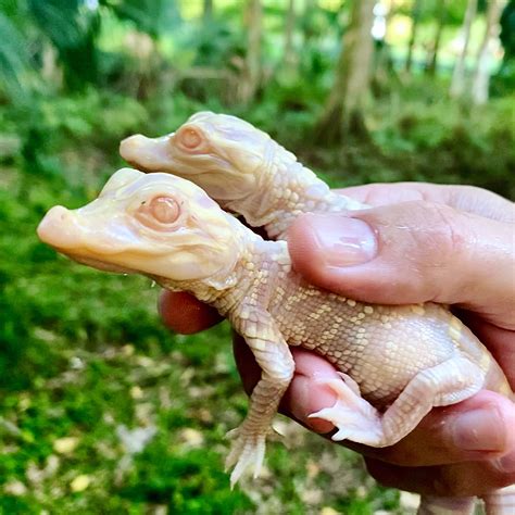 Eerie Albino Alligator Babies Hatched At Florida Animal Park Live Science