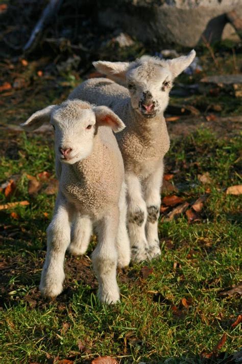 Two Days Old Lamb Stock Image Image Of Agriculture Juvenile 16456697