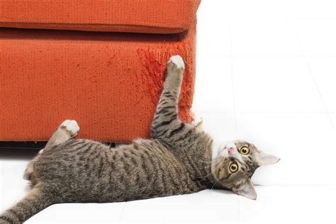 How To Cat Proof Your Home Its Easier Than You Think