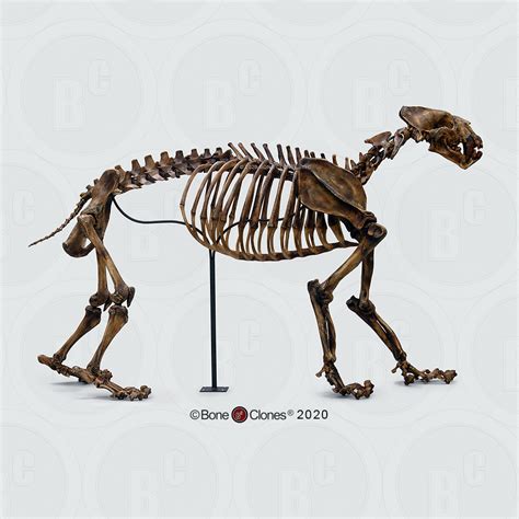 Articulated Xenosmilus Skeleton Bone Clones Inc Osteological