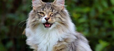 Norwegian Forest Cats Facts And Personality Traits