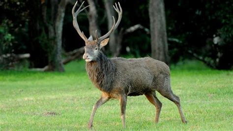 Within 10km of the cbd i would add a margin of +20%, and within 20km, 10% of the median. Brisbane deer culling | The Courier Mail