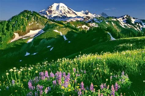 Field Of Wildflowers Hd Desktop Wallpaper Widescreen High