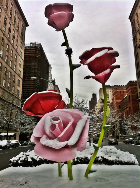 Iphone 4 New York Will Rymans The Roses On Park Avenue