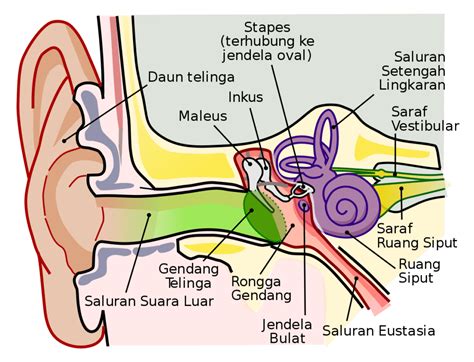 Anatomi Telinga Dan Bagian Bagiannya Kenali Tubuhmu Images And Photos Hot Sex Picture