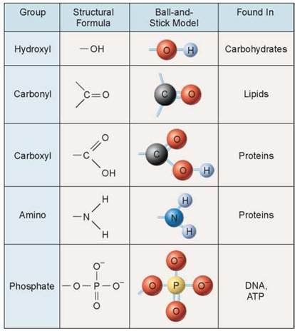These molecules consist of a polar or charged head group and a pair of. Polymers Are Built of Monomers - Molecules of Life - The ...