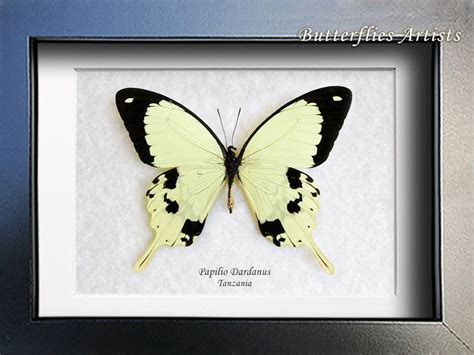 African Cream Swallowtail Papilio Dardanus Real Butterfly Entomology