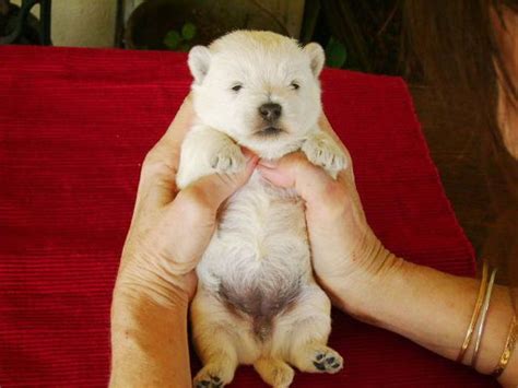 These Puppies Look A Lot Like Teddy Bears 35 Pics
