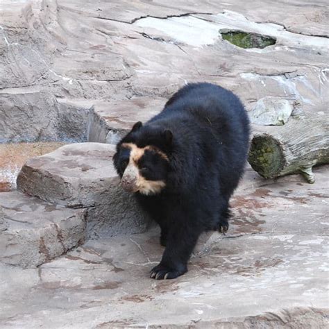 Spectacled Bear Animal Facts Tremarctos Ornatus A Z Animals