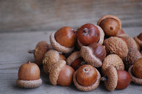 Temperate Climate Permaculture How To Eat Acorns