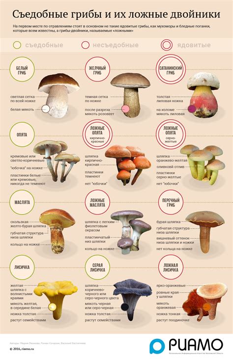 Съедобные грибы и их ложные двойники - Инфографика - РИАМО в Королеве
