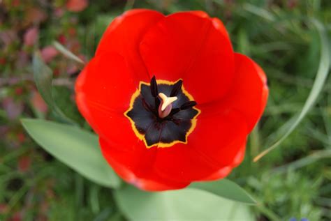 Free Images Nature Flower Petal Tulip Red Flora Flowers Macro