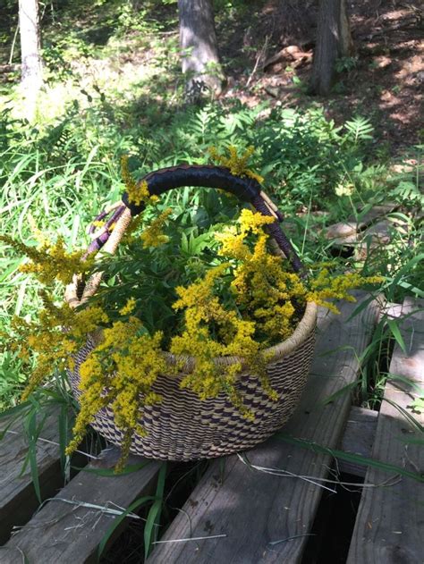 Goldenrod Herb Of The Week · Commonwealth Holistic Herbalism