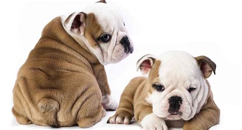 Weight management is important to the quality of life and life expectancy of your dog. Mini Bulldog - Your Guide to a Tiny Version of a Classic Breed