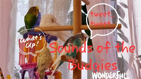 Relaxing Sound Of The Budgies Cute Budgie Budgie Youtube