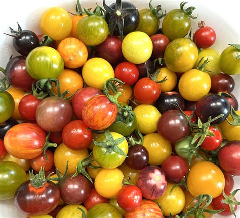 Heirloom Cherry Tomato Mix Heirloom Organic Tims Tomatoes