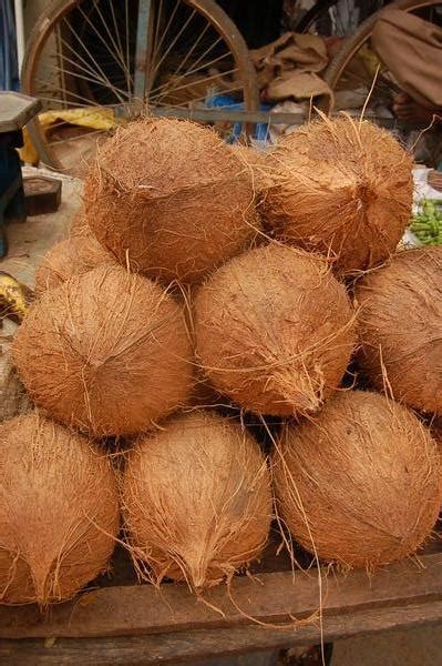 I Got A Lovely Bunch Of Coconuts Telegraph