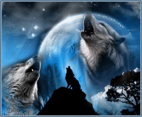 Cool Wolf Pictures 