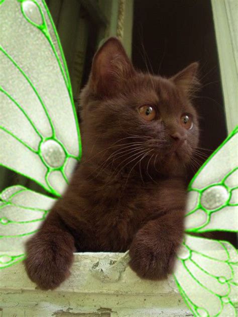 Fairy Cat In 2021 Baby Cats Pretty Cats Cute Creatures