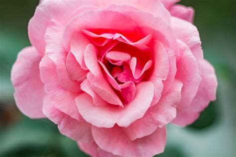 1000 Great Pink Flower Photos · Pexels · Free Stock Photos